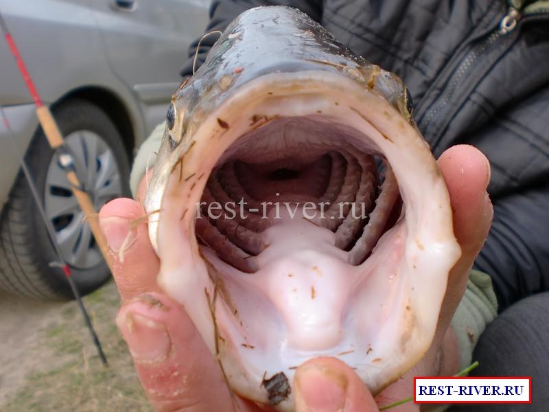 фото жереха, рыба жерех описание - беззубая пасть