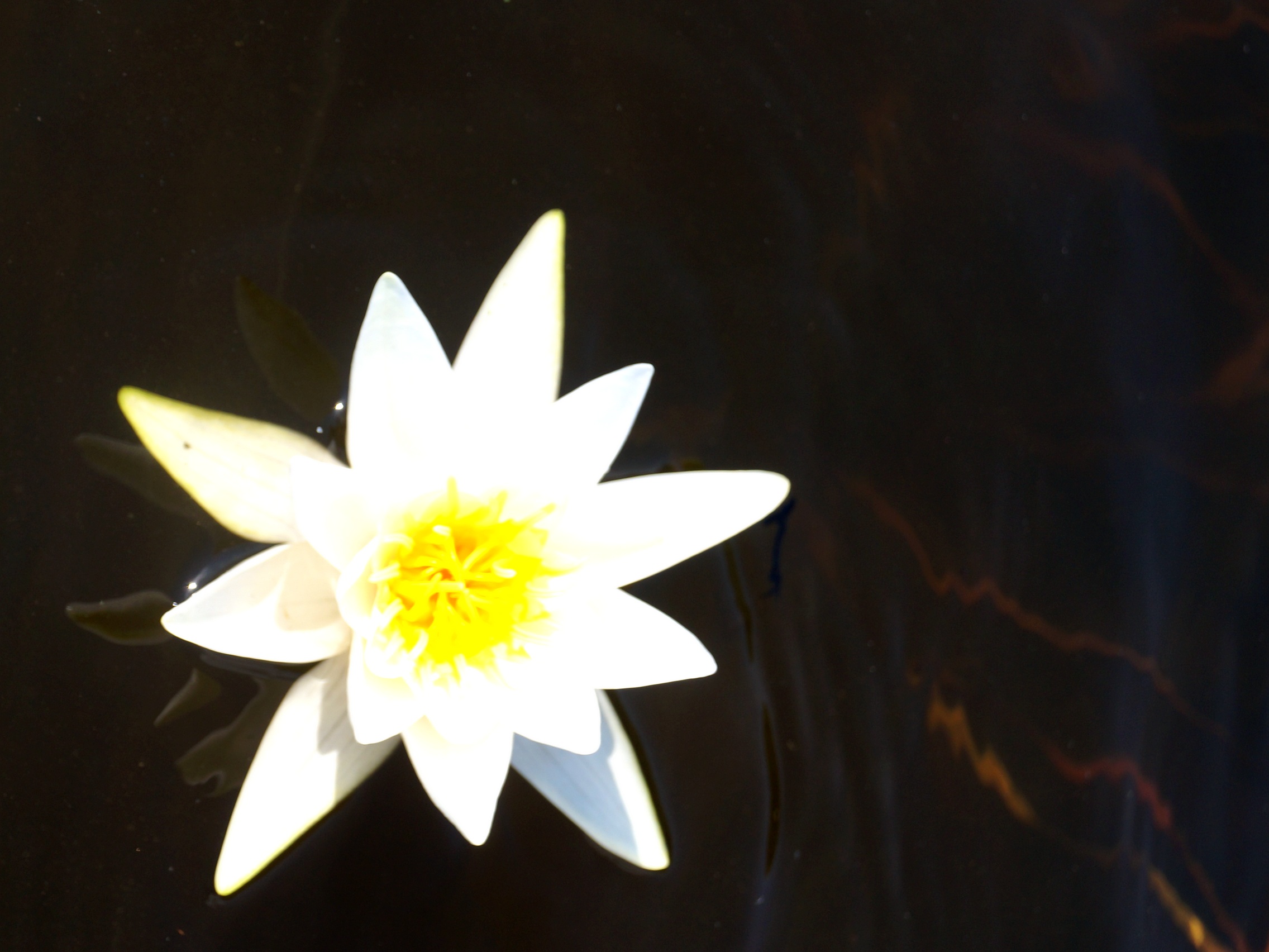 фото цветка - озёрная кувшинка
