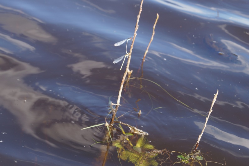 стрекозы над водой на ветке ивы