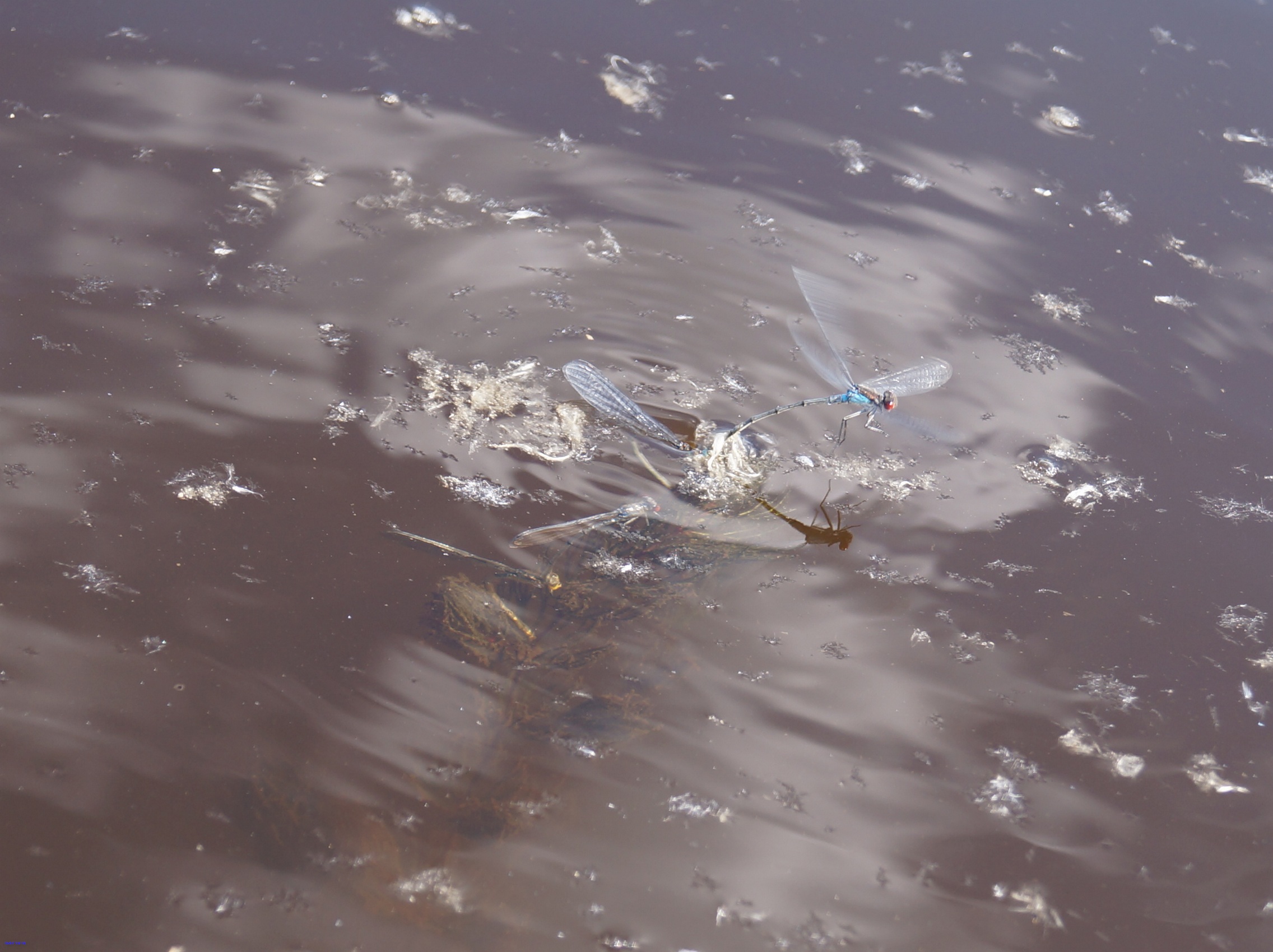 фото стрекозы по водой на водорослях