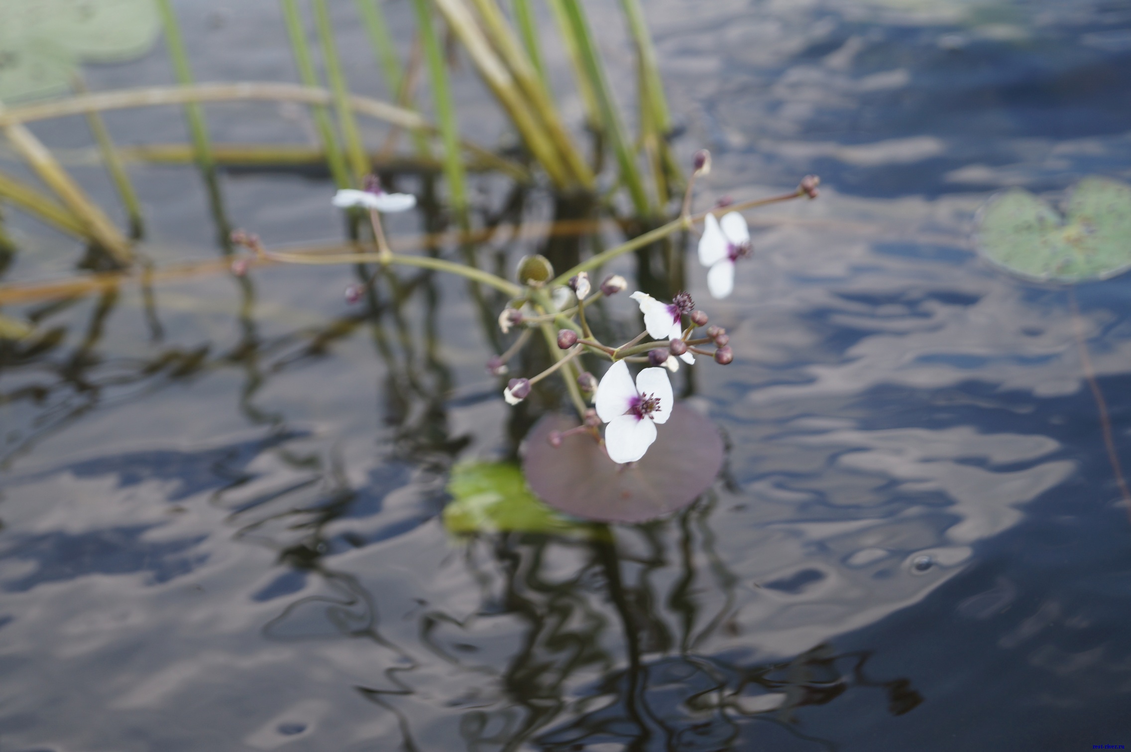 стрелолист - фото речного цветка
