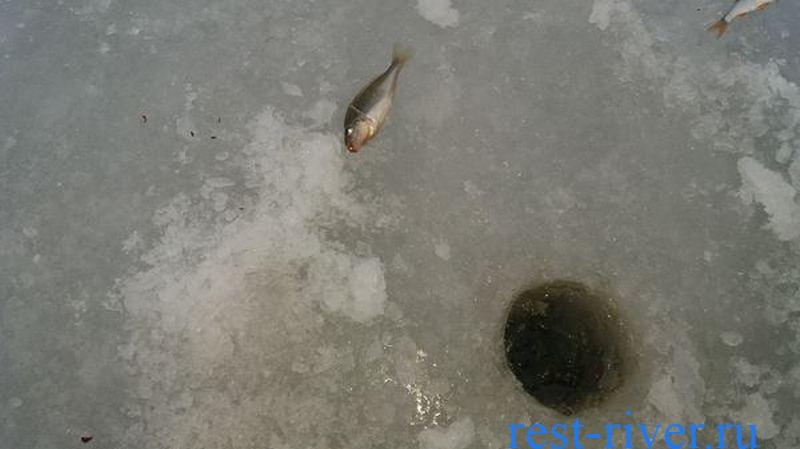 фото ерша пойманного по последнему льду